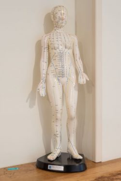 mannequin-meridiens-mtc-reflexologie-plantaire-plamaire-faciale-naturopathe-conde-en-normandie